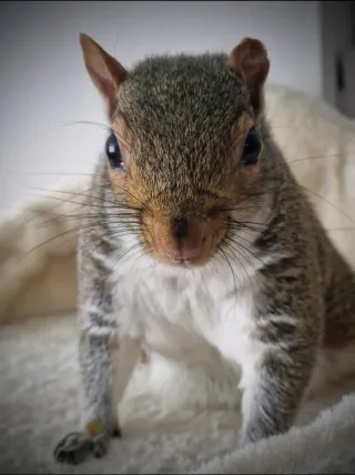 Bella the squirrel