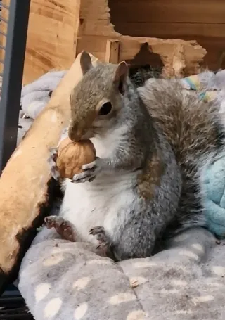 Wonky Maeve the squirrel