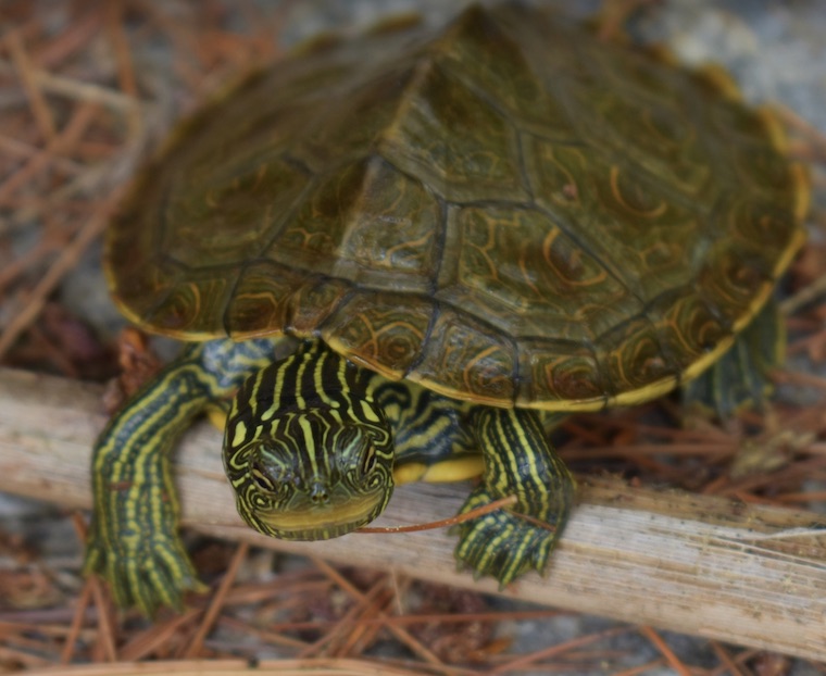 North Ameirca Map Turtle