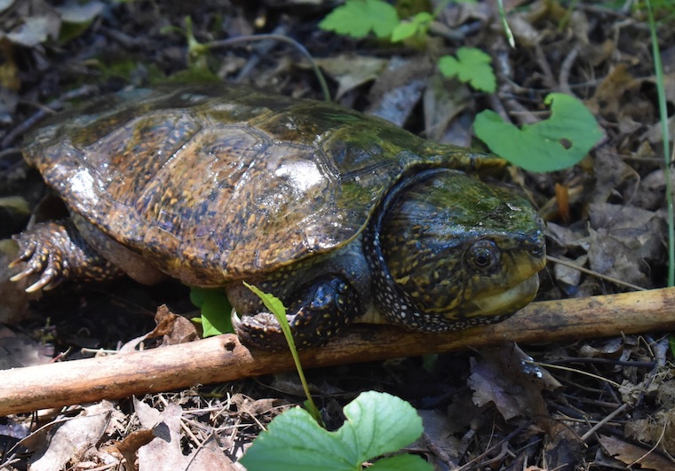 Chinese Big Headed Turtle