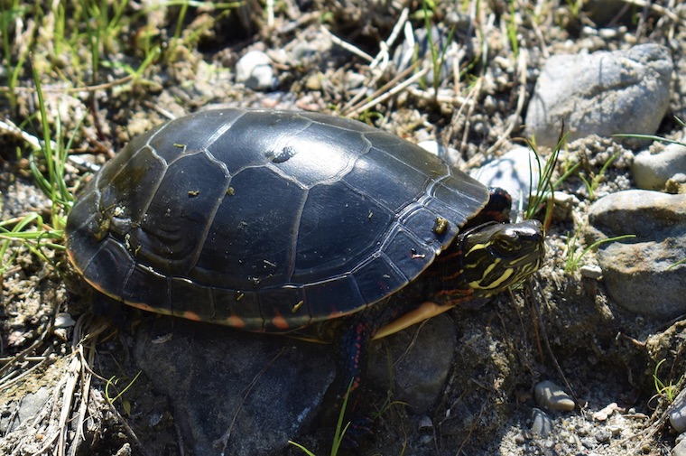 Midland Painted Turtle