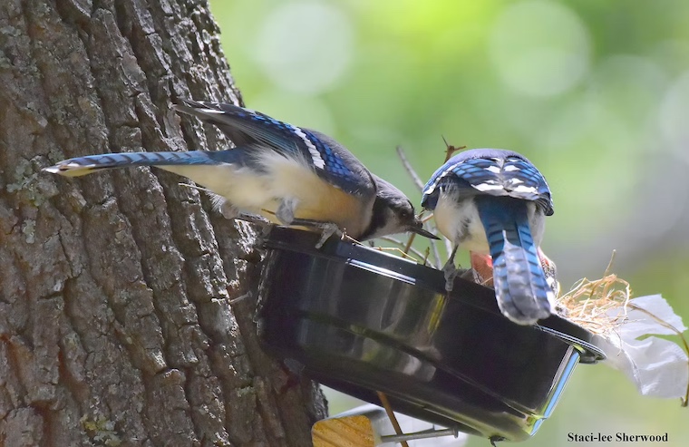 blue jays in makeshift nest