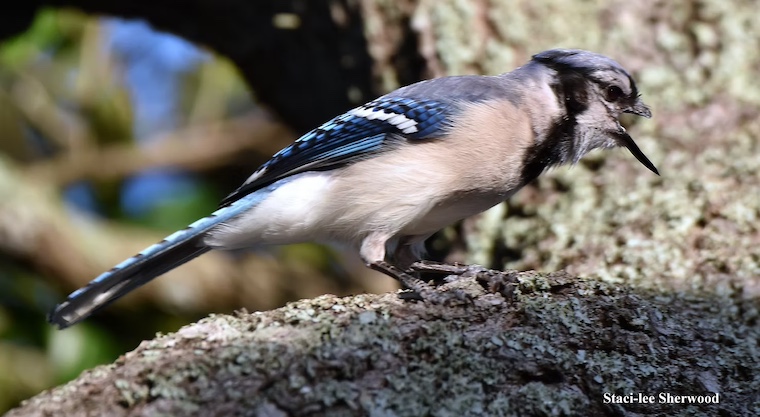 blue jay