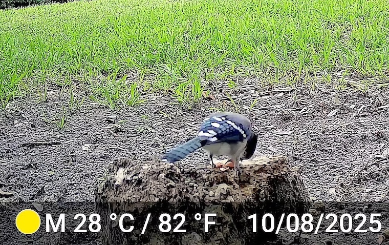 blue jay picking up peanut
