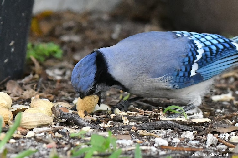 blue jay picking up peanut