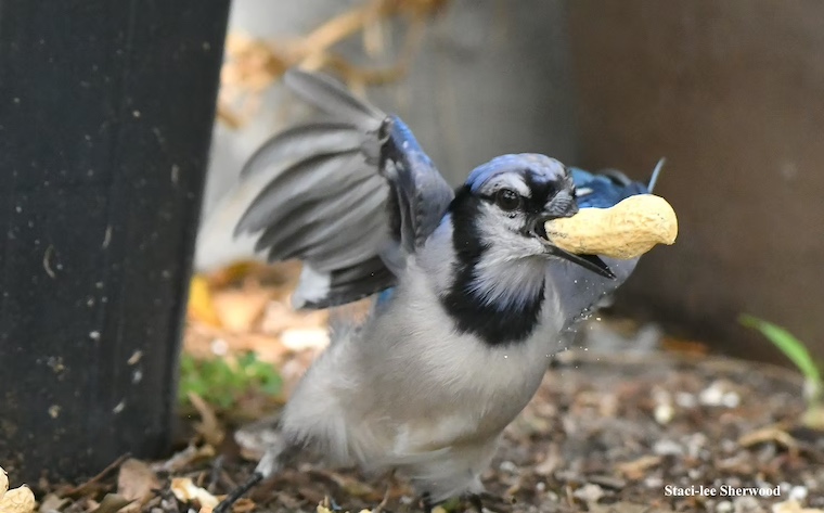 blue jay picking up peanut