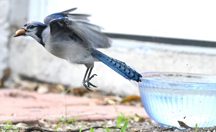 blue jay picking up peanut
