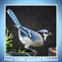 blue jay