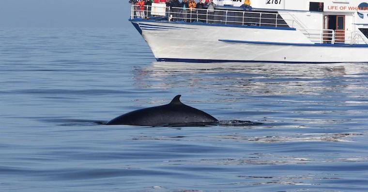 free Whale