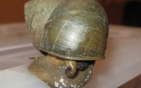 Chinese Mystery Snail