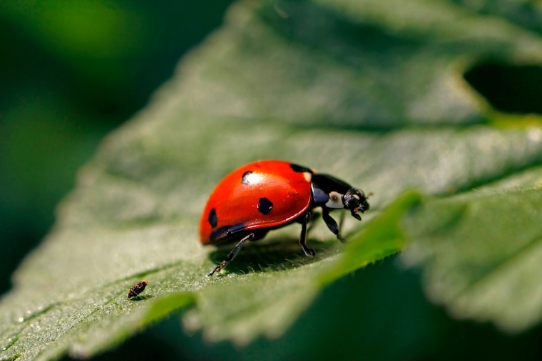 Ladybug