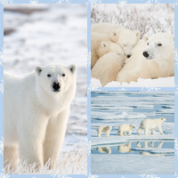 polar bears