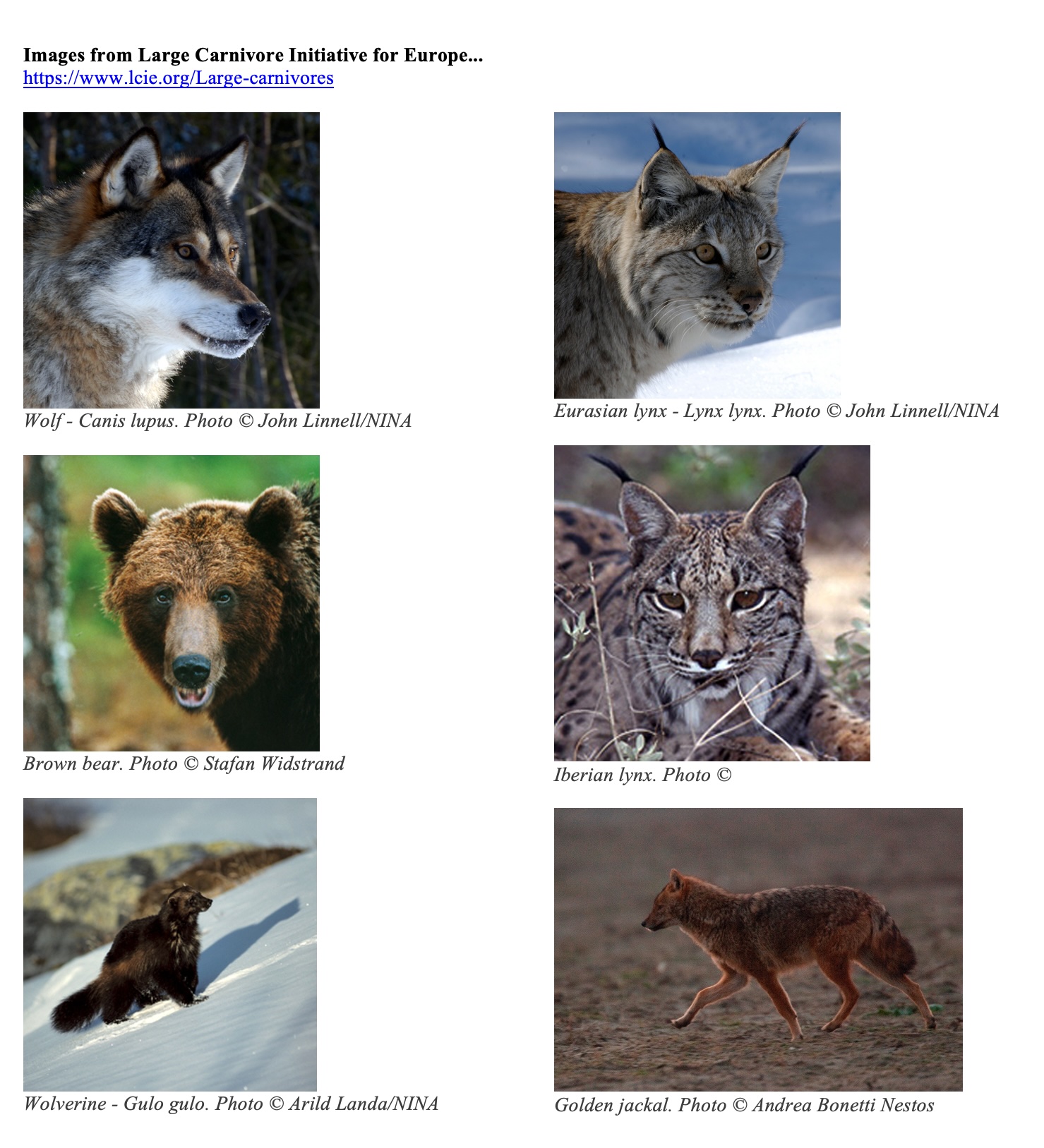 large carnivores