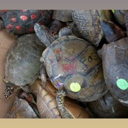 captive Turtles