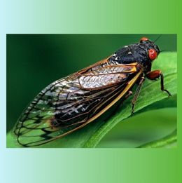 Cicada