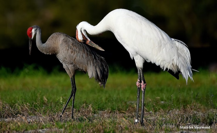 Sandhill Crane and Whooping Crane