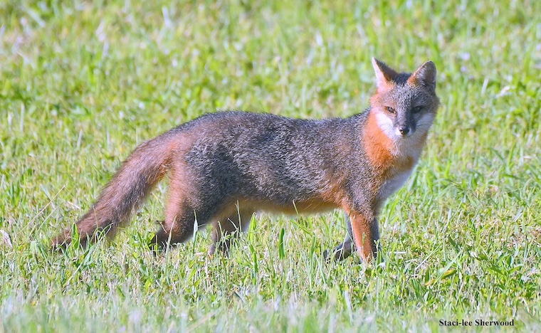 Gray Fox