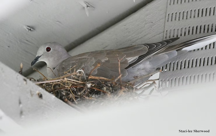 Eurasian Collard Dove