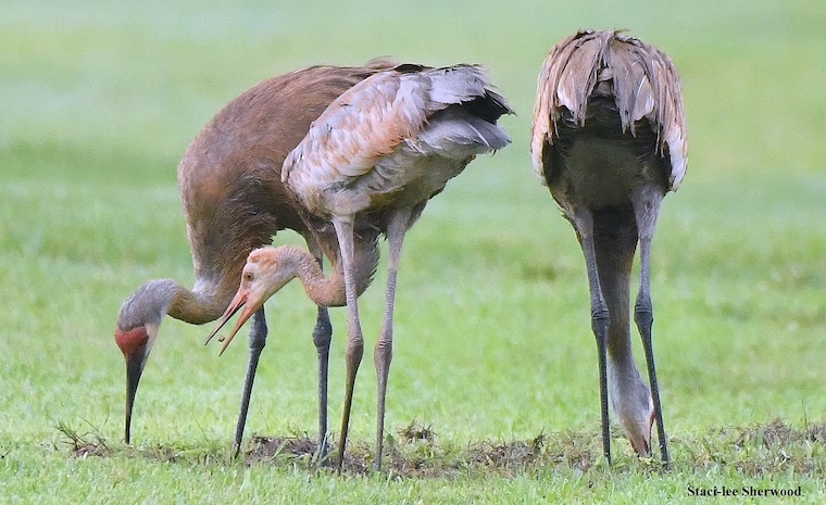 Sandhill Crane pair