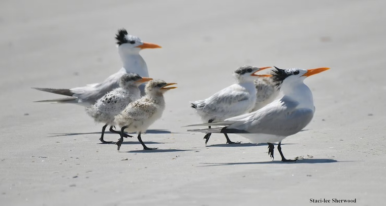 group of Royal Terns