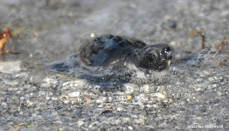 baby Sea Turtle