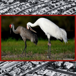 sandhill crane and whooping crane