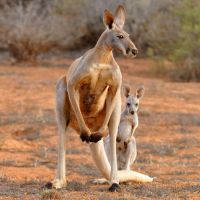 kangaroo and joey