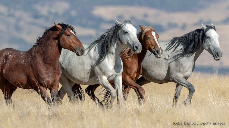 wild Horses