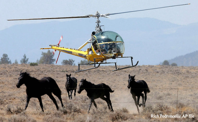 helicopter horse roundup