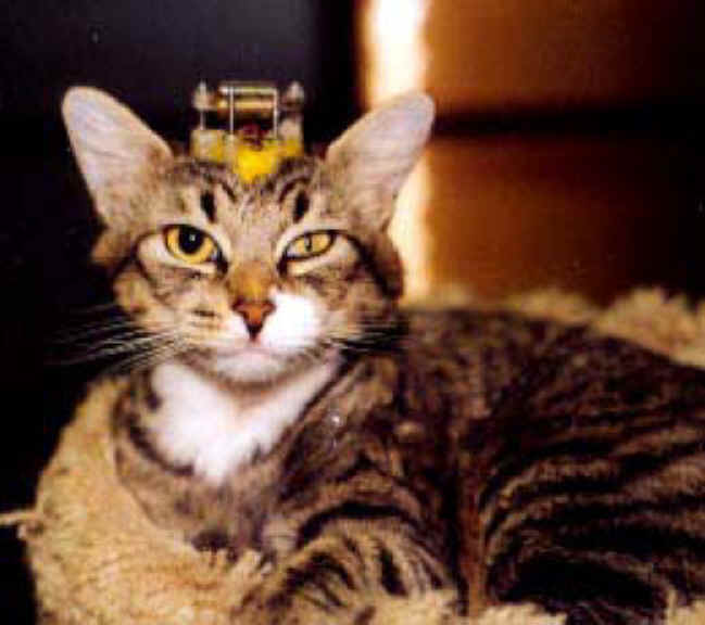 animal experimentation cats