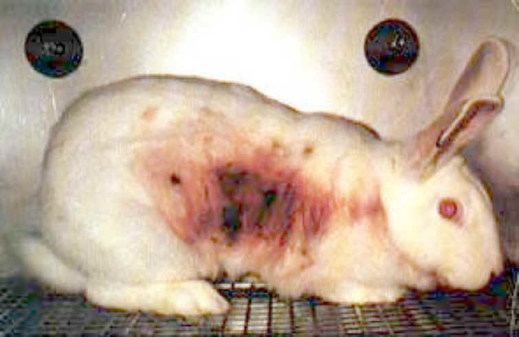 Animal testing cosmetics rats - wesharepics.
