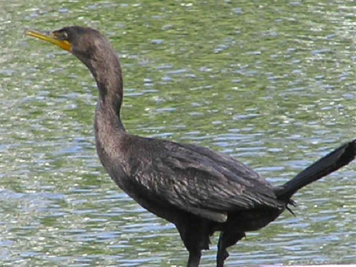 Double Crested Cormorant