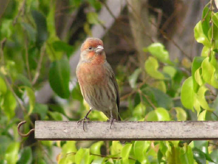 Red House Finch