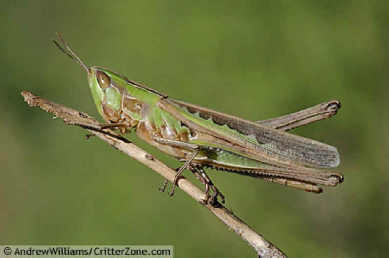 Admirable Grasshopper, Female