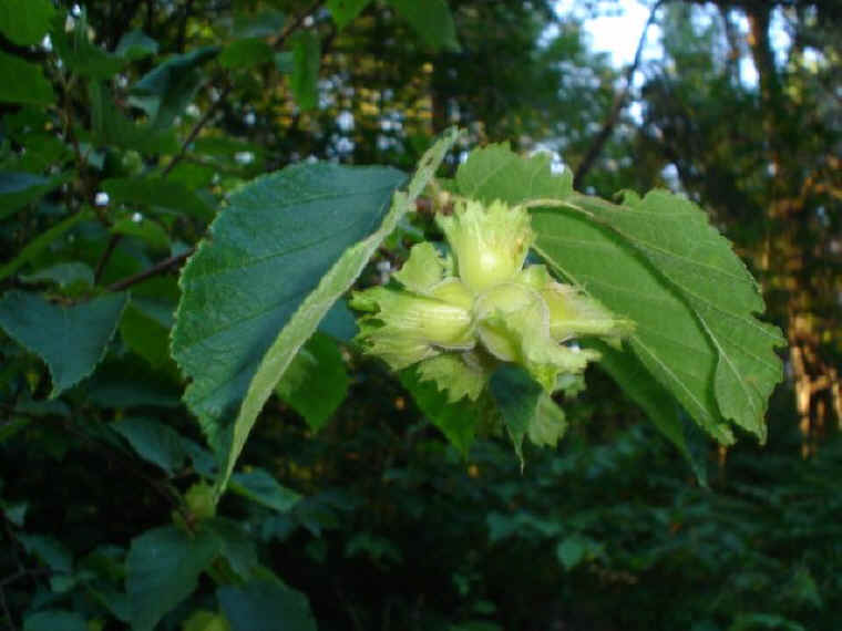American Hazelnut (Corylus americana)