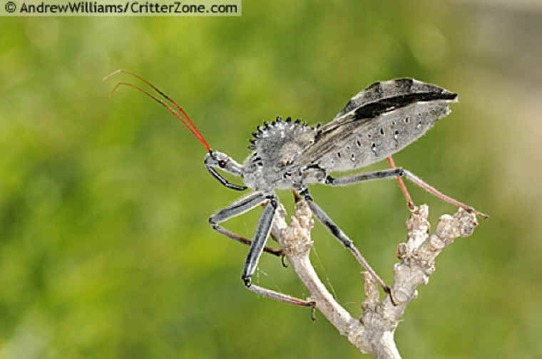 Wheel Bug (Arilus cristatus)