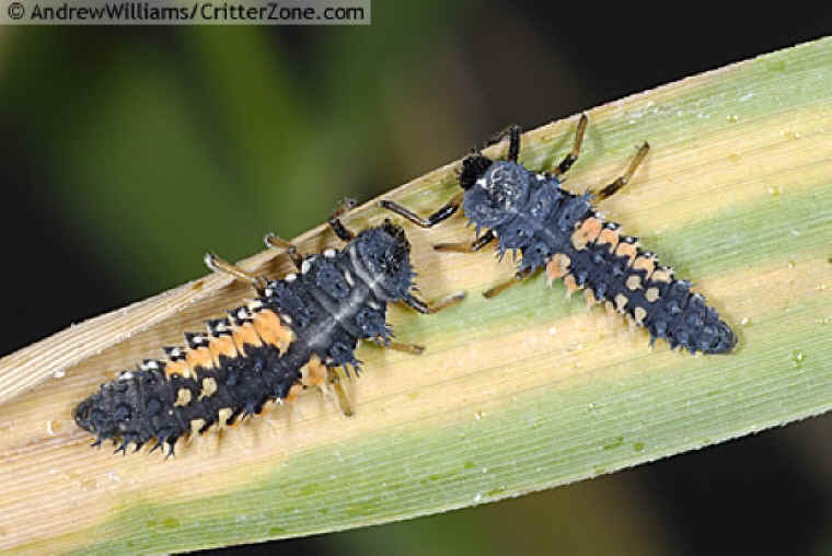 Asian Beetle Larvae 95