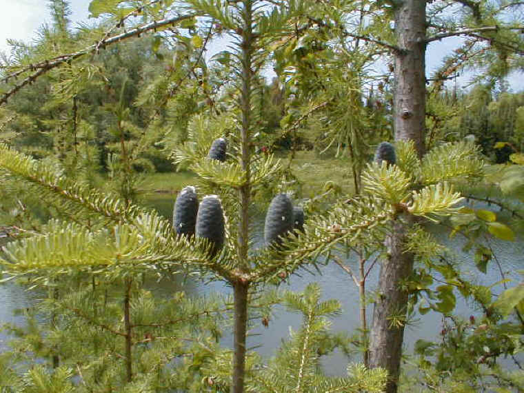 Balsam Fir (Abies balsamae)