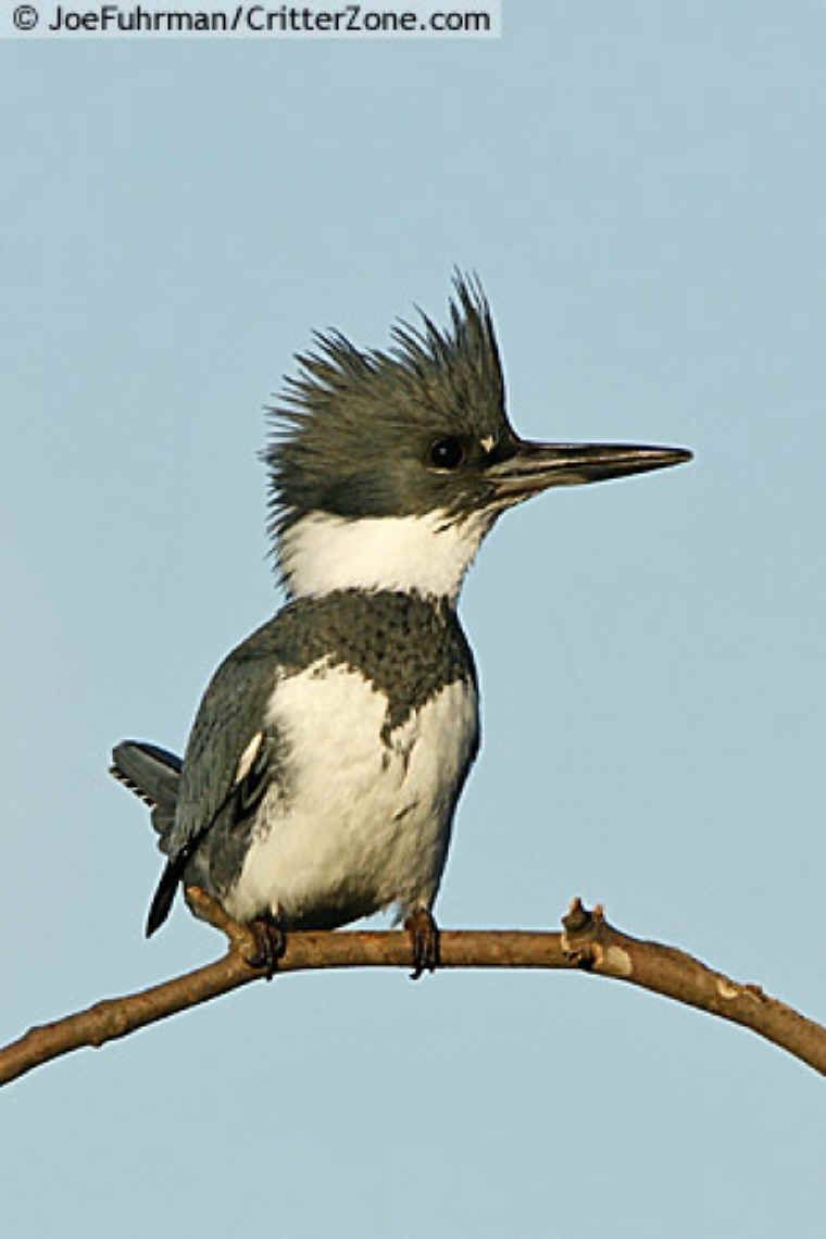 Belted Kingfisher (Male)