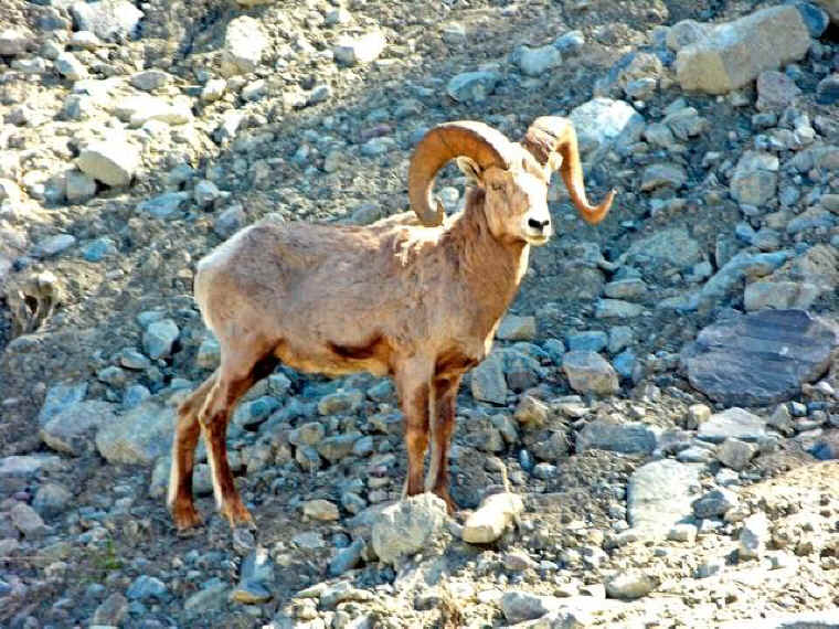 Bighorn Sheep