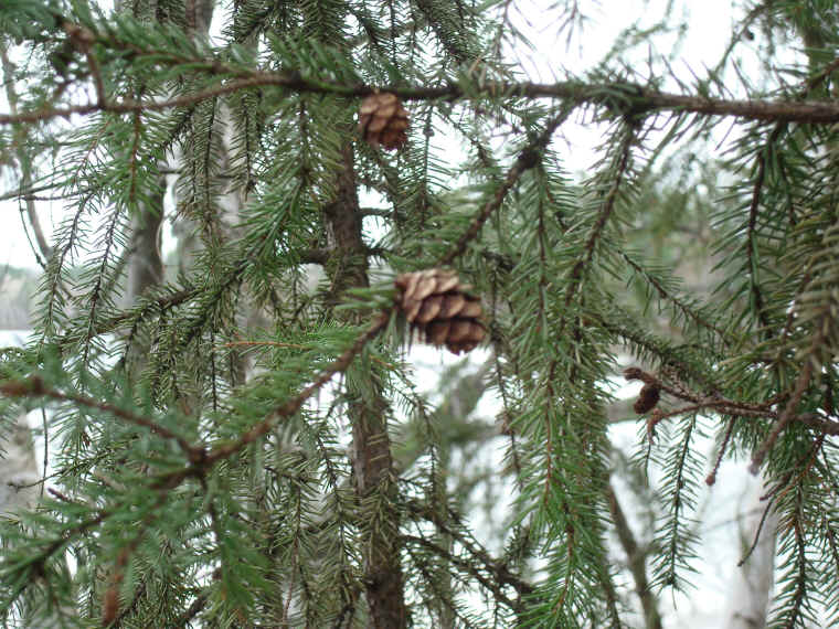 Black Spruce