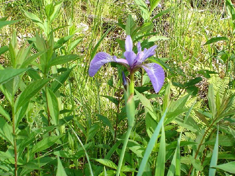 Blue Flag Iris