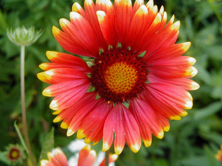 Celosia Mandala