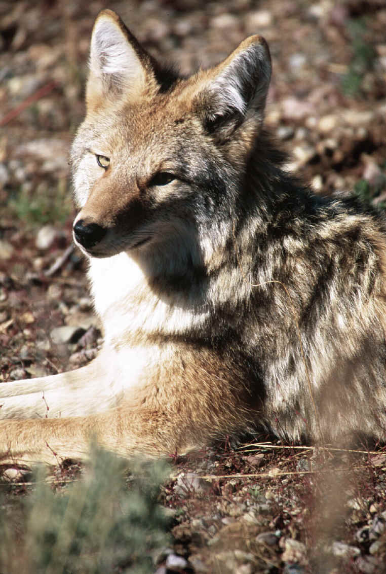 Coyote