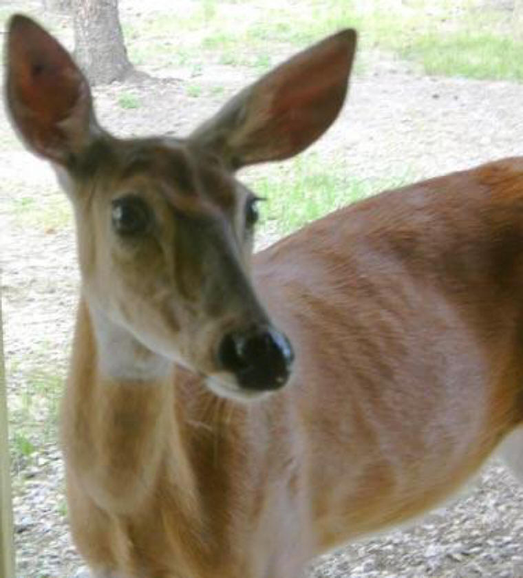 Deer Looking in Window