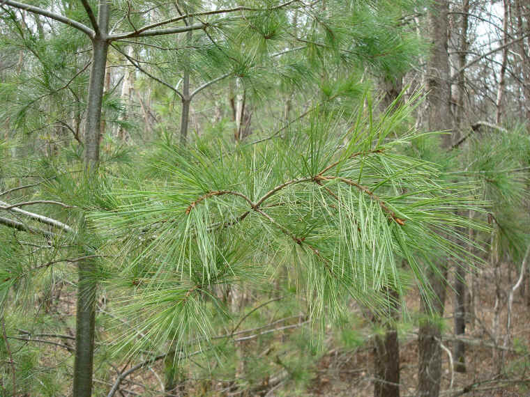 Eastern White Pine
