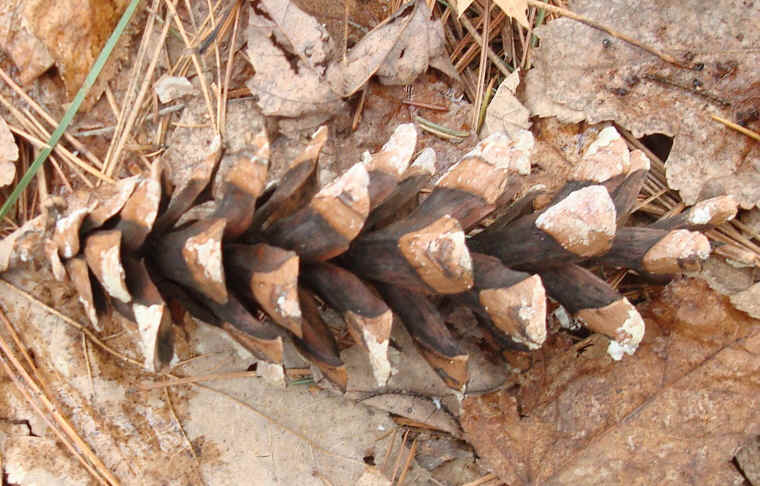 Eastern White Pine Cone