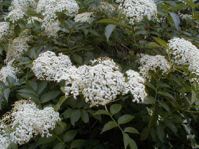 Elderberry (Sambucus canadensis)