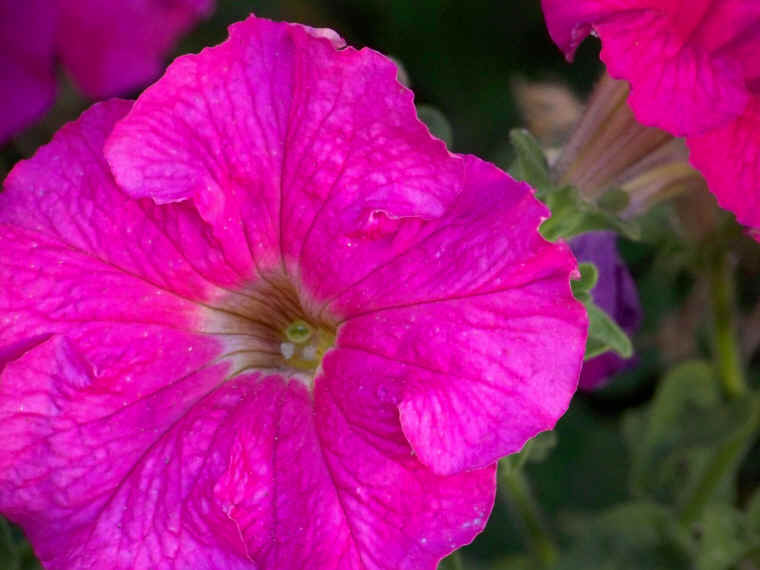 Flower in the garden beside the Central City Opera House in Central City, Colorado