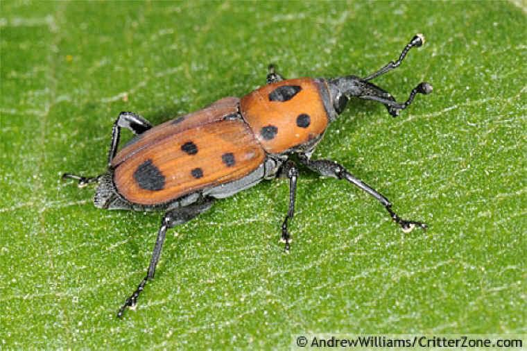 Ironweed Curculio Weevil